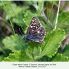 pyrgus melotis stavropol female2